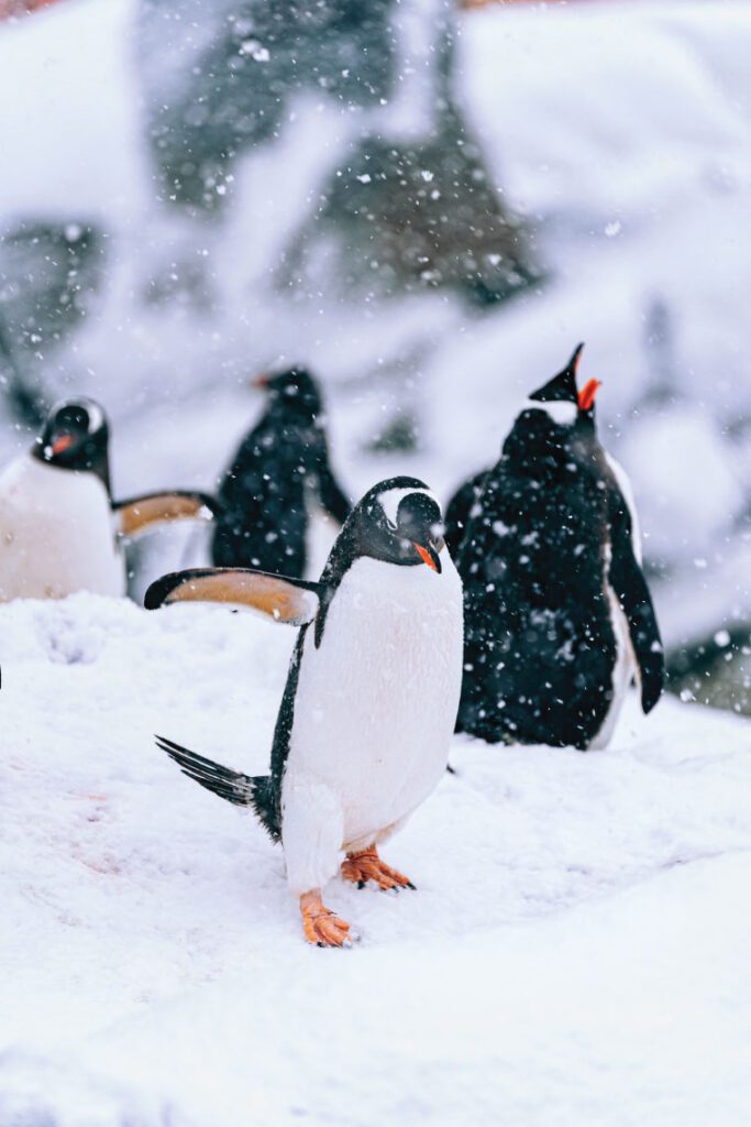 antarctica travel adorable penquins